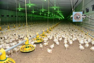 Фото Строительство курятников в Краснодаре